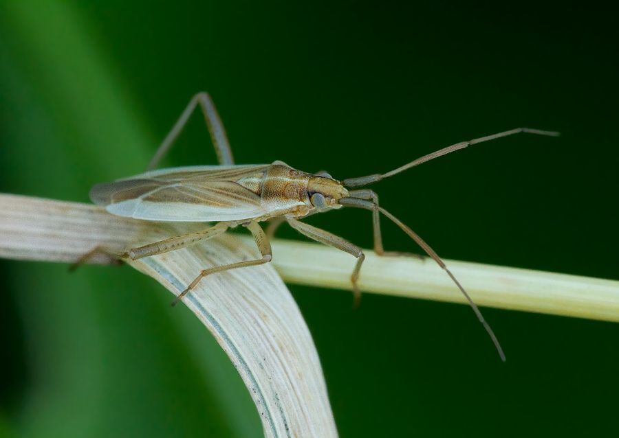 Stenodema holsata