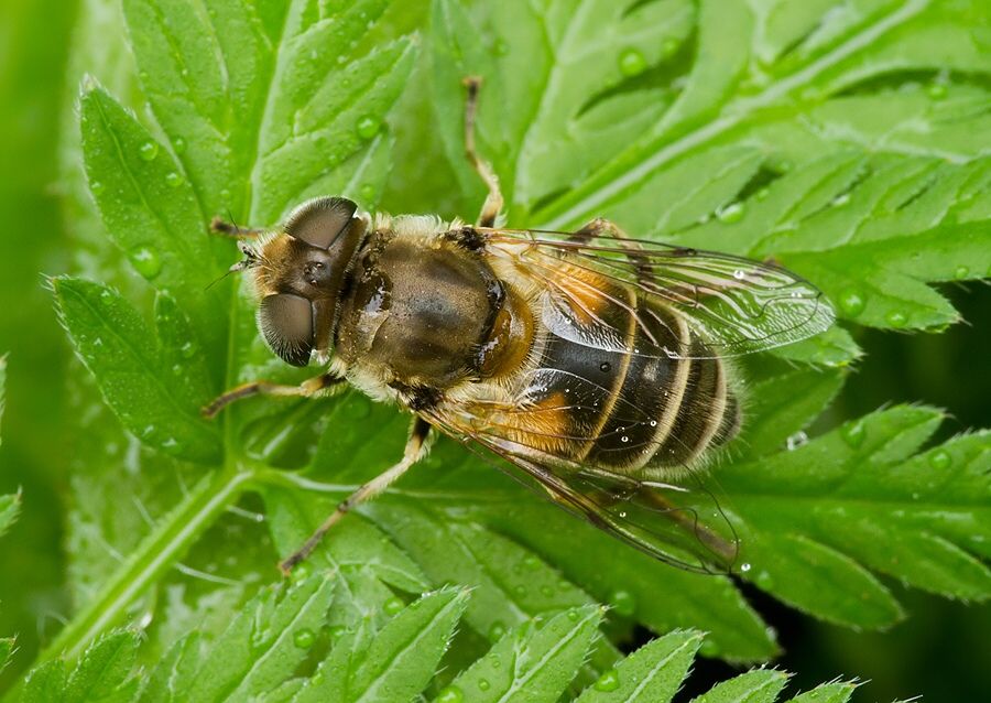Eristalis pertinax