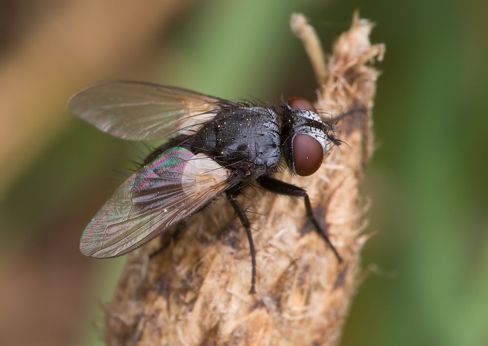 Cistogaster globosa