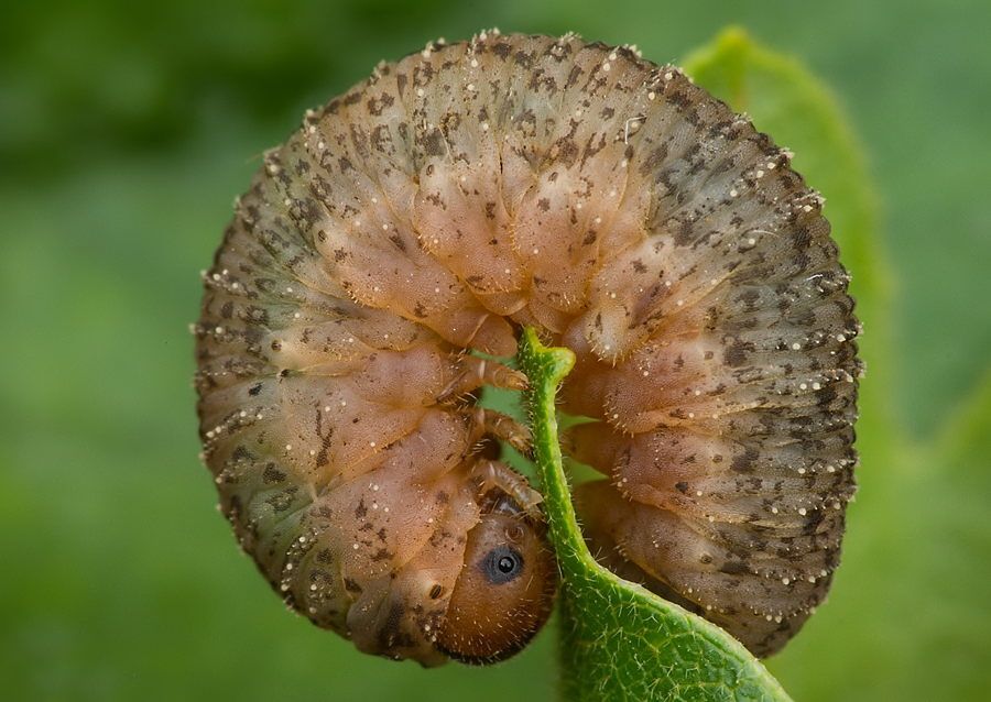 Tenthredininae