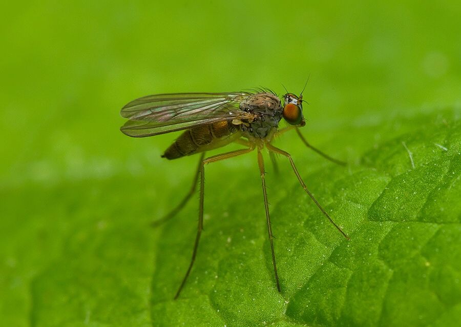 Sciapus platypterus