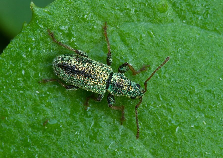 Phyllobius argentatus