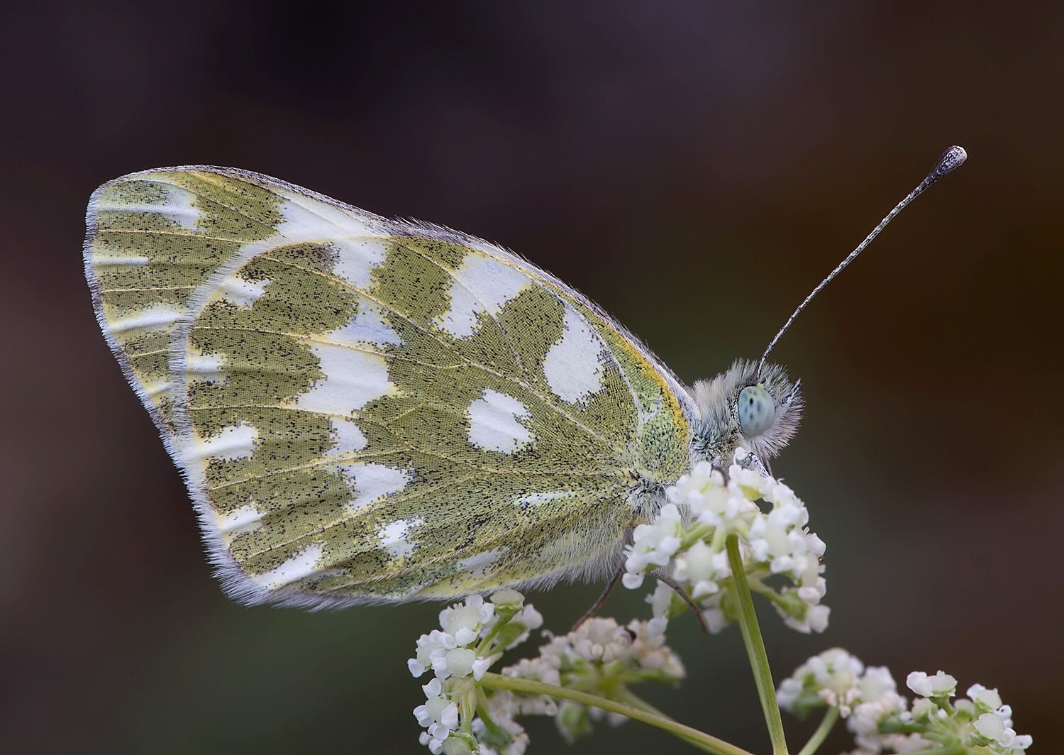 Pontia edusa