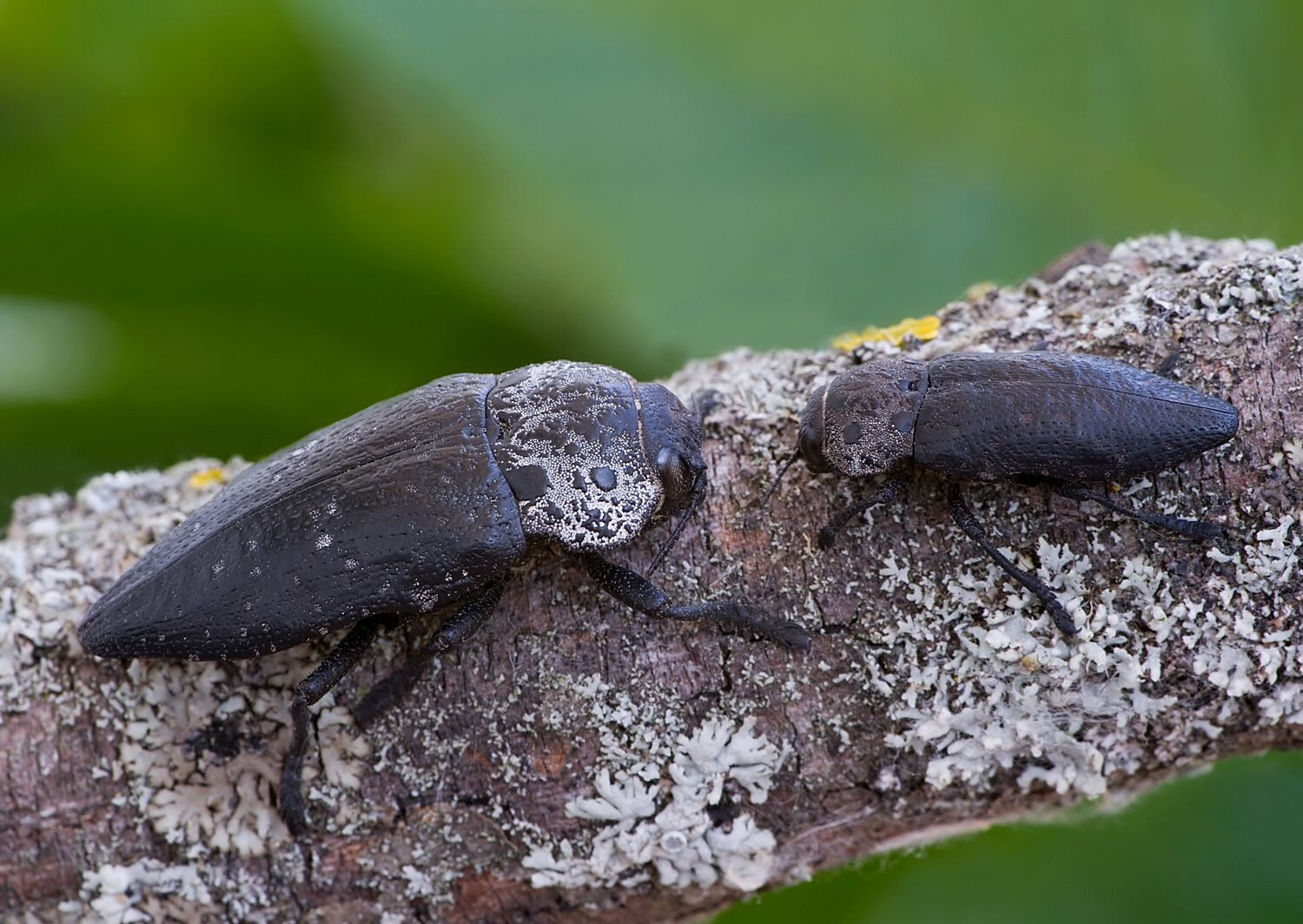 Capnodis tenebrionis