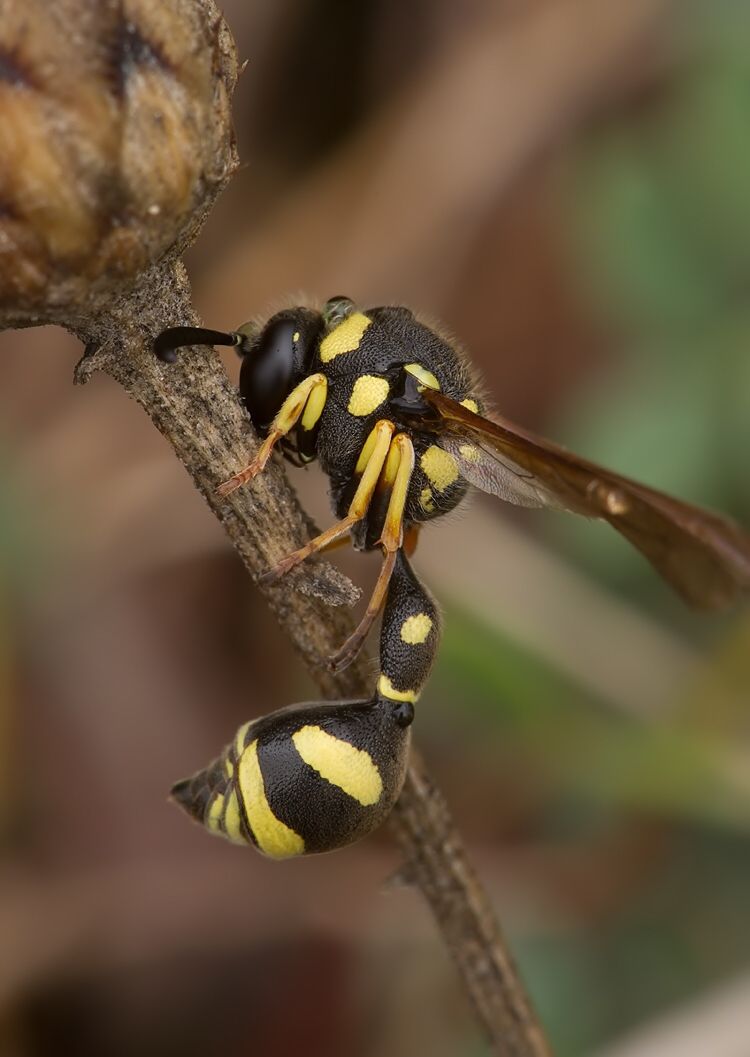 Eumenes pomiformis