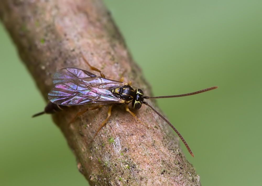 Brachycyrtus ornatus