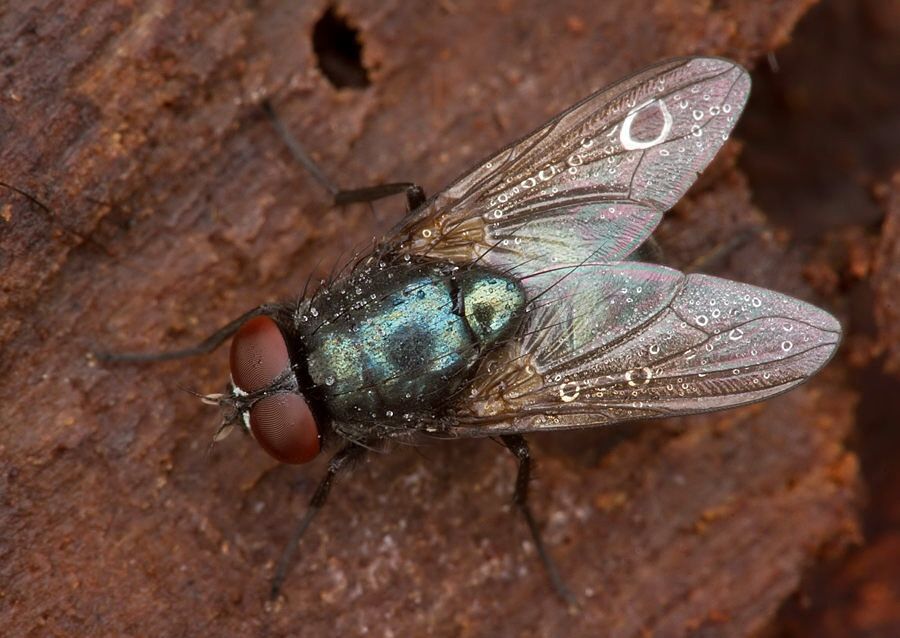 Pyrellia vivida