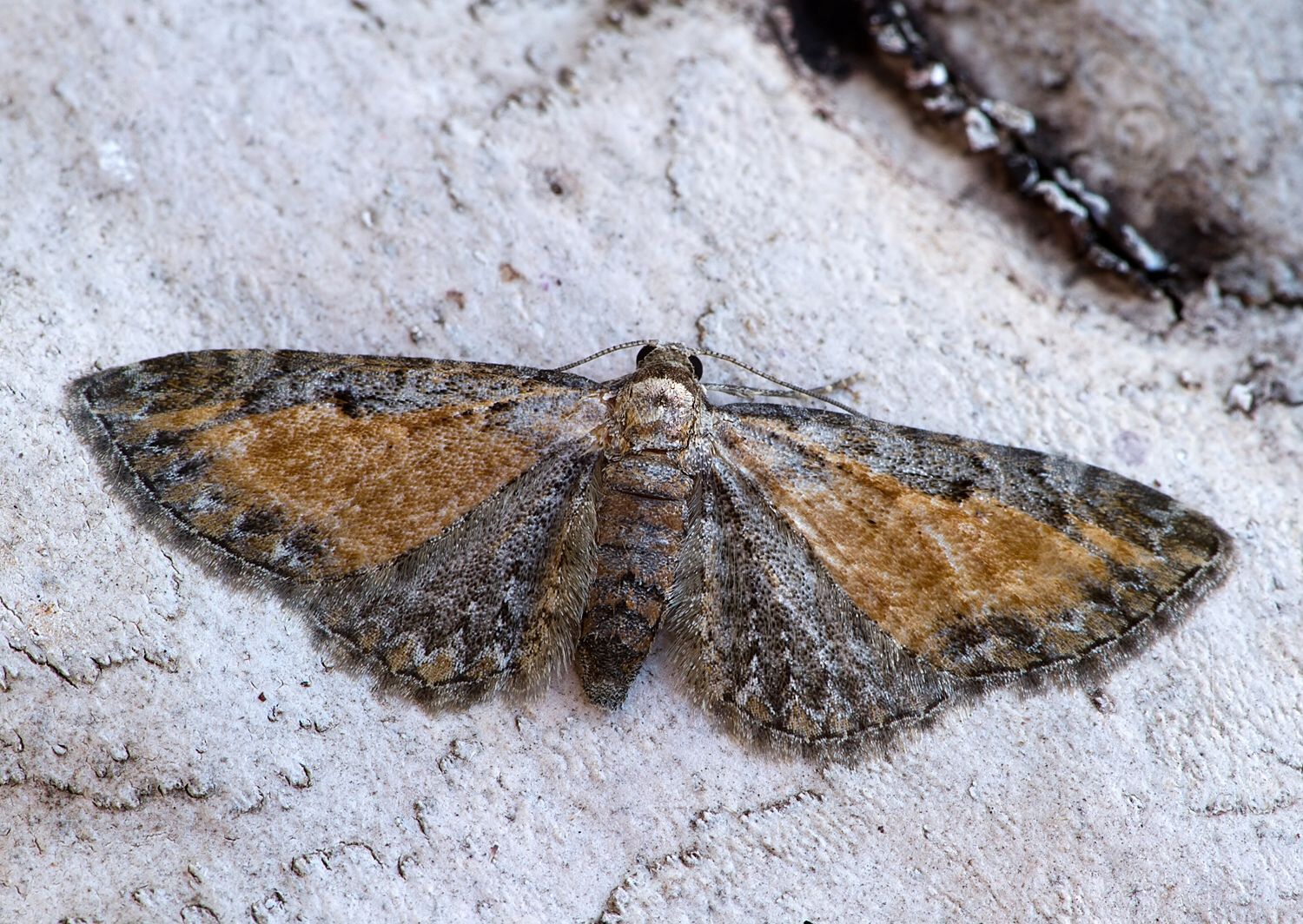 Eupithecia icterata