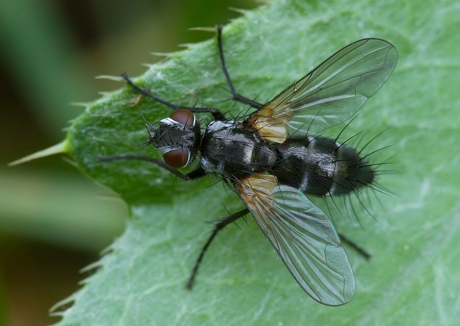 Gastrolepta anthracina