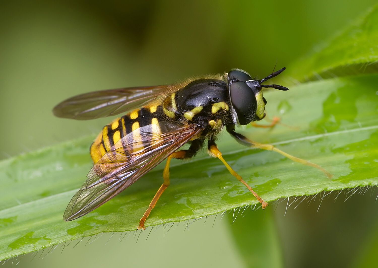 Chrysotoxum cautum