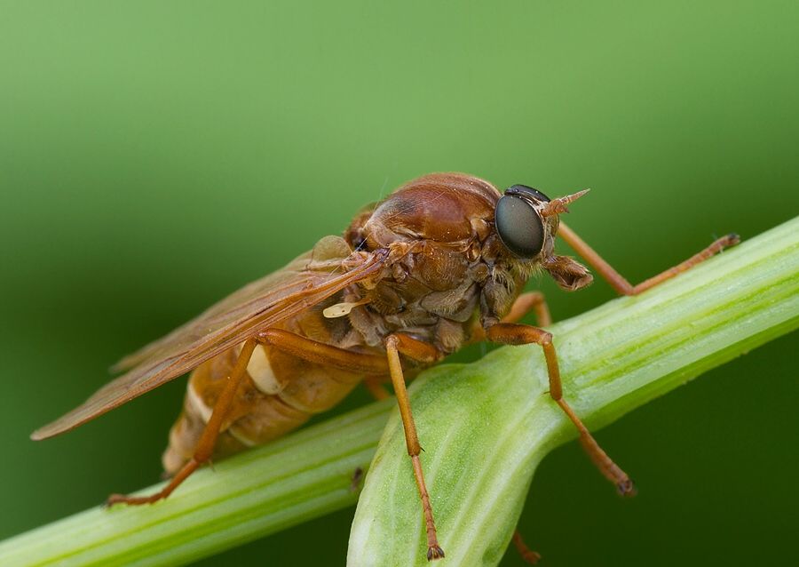 Coenomyia ferruginea