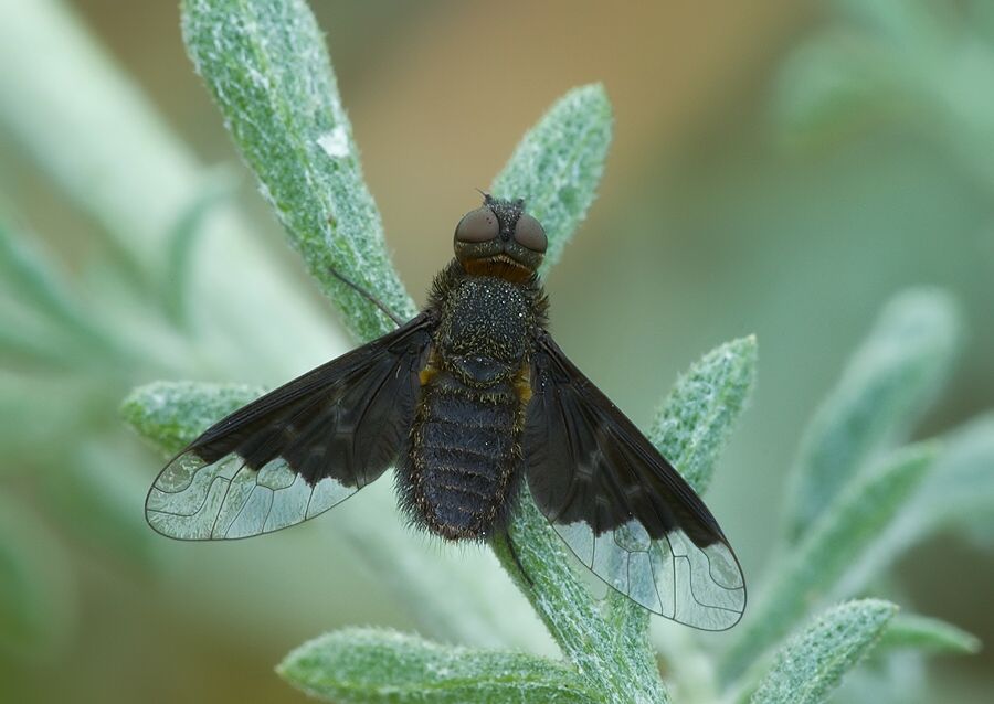 Hemipenthes morio