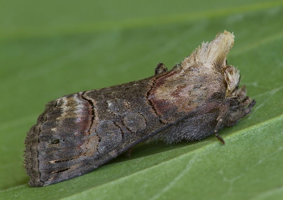 Abrostola triplasia