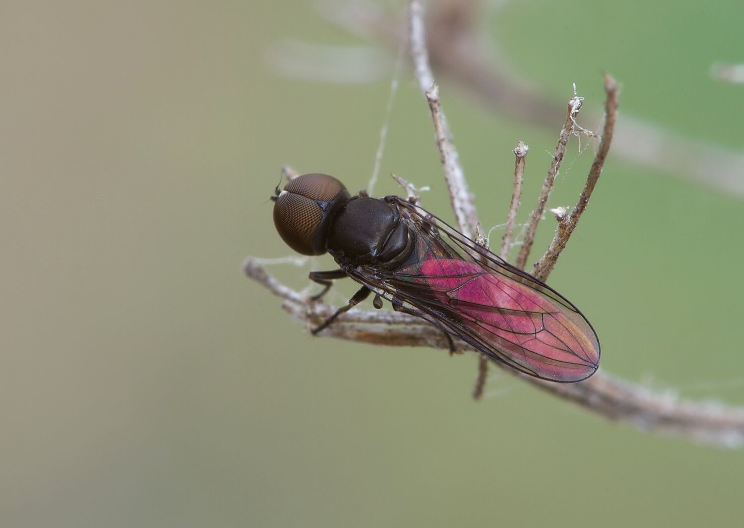 Pipunculus campestris