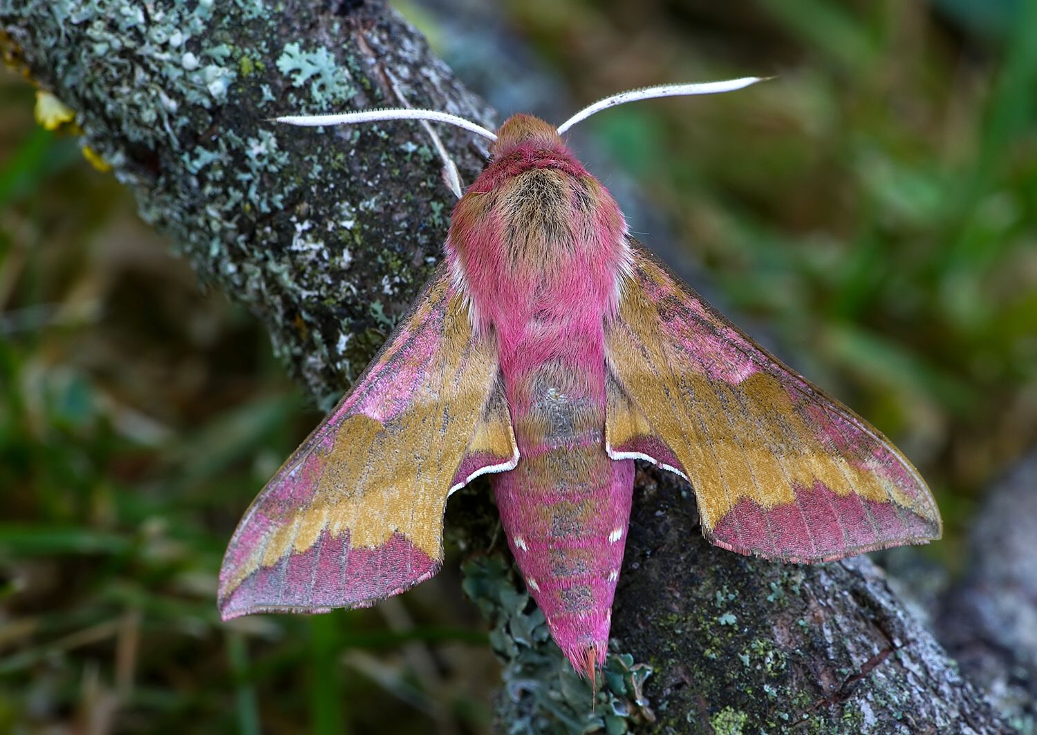 Deilephila porcellus