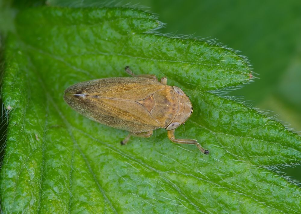 Philaenus spumarius