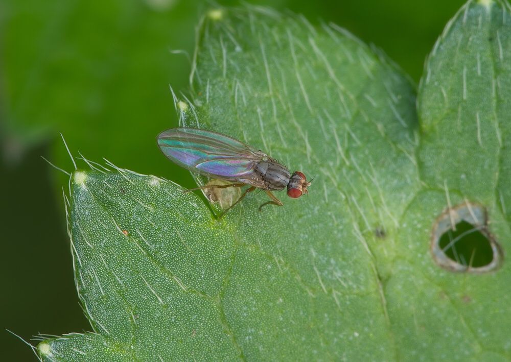 Scaptomyza pallida