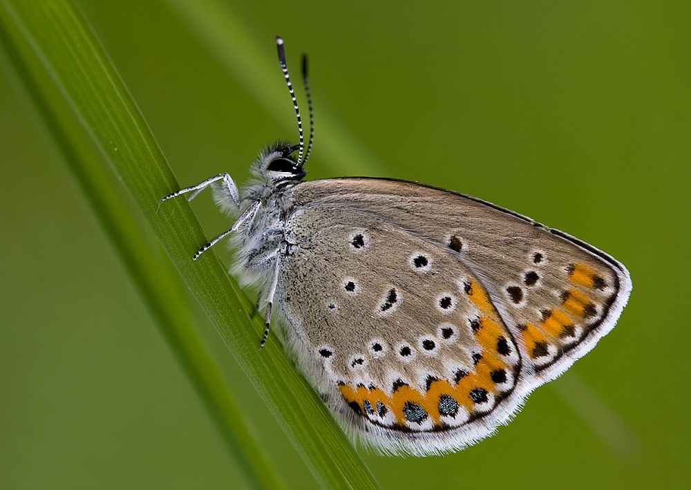 Plebeius argus
