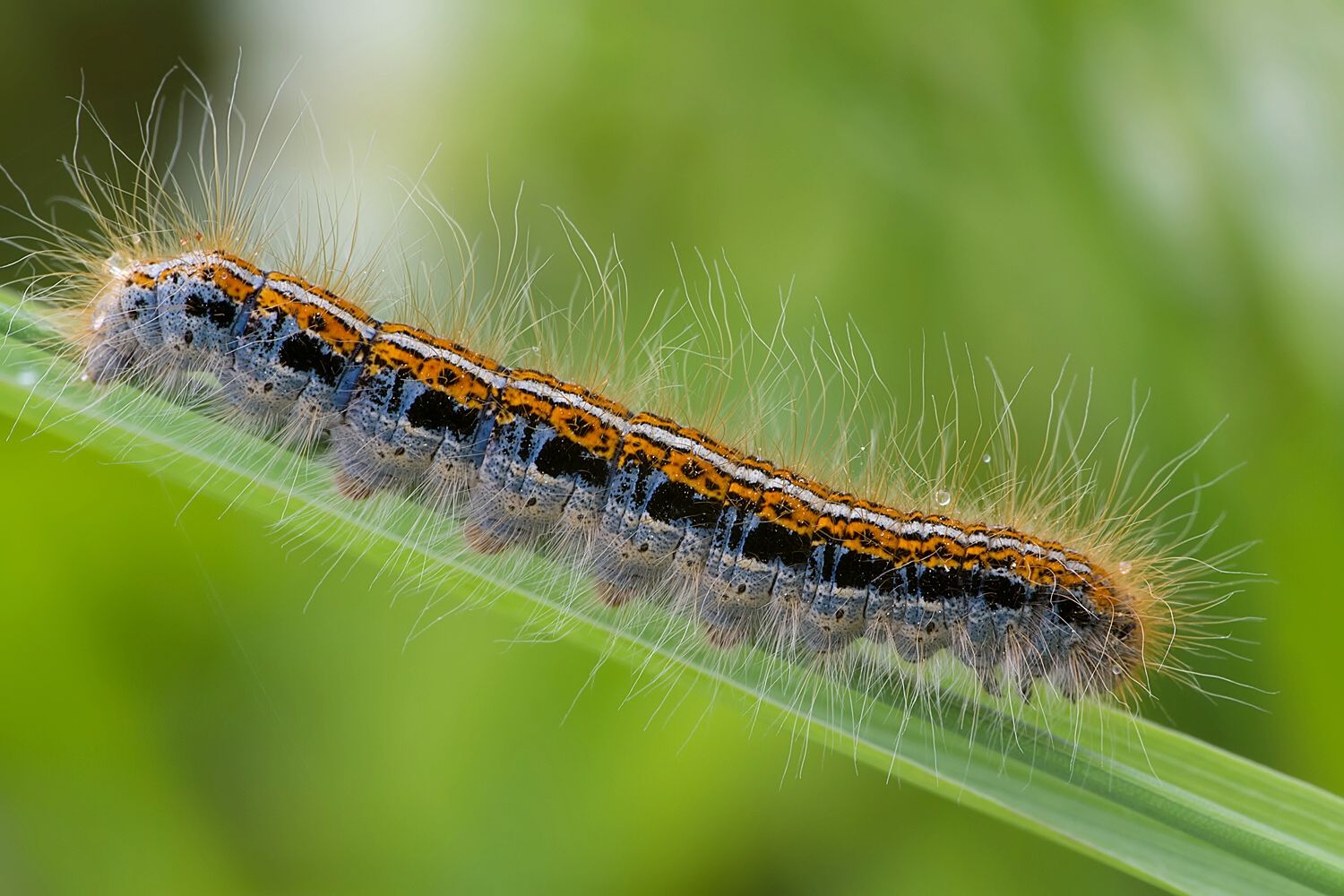 Malacosoma castrense