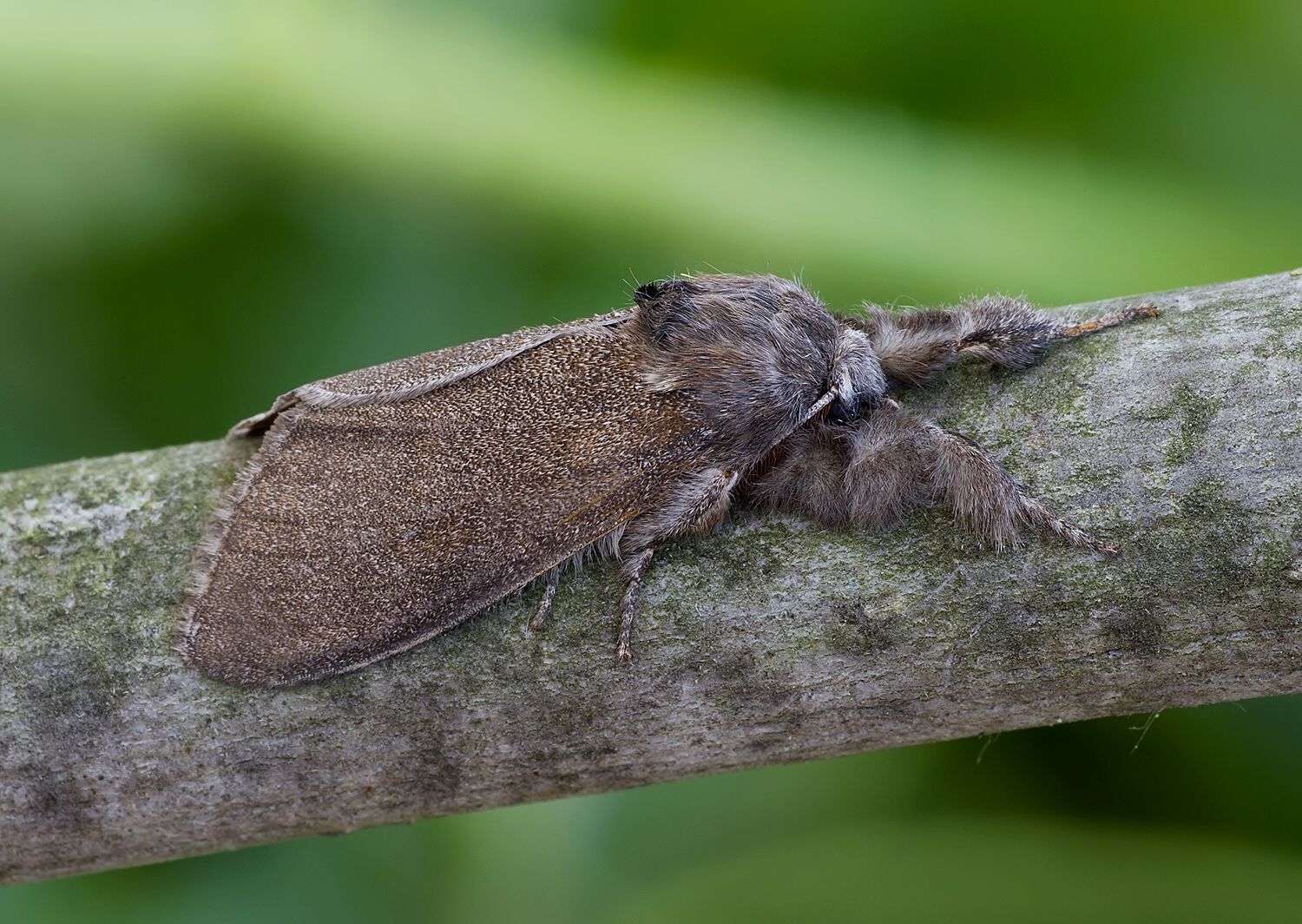 Calliteara pudibunda