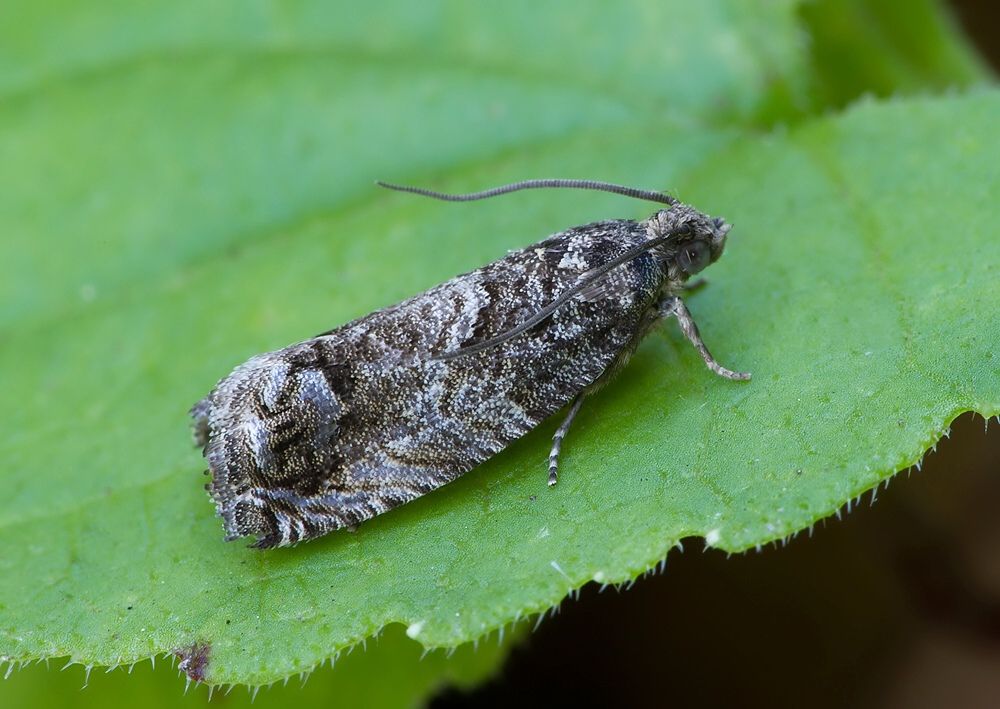 Cydia splendana