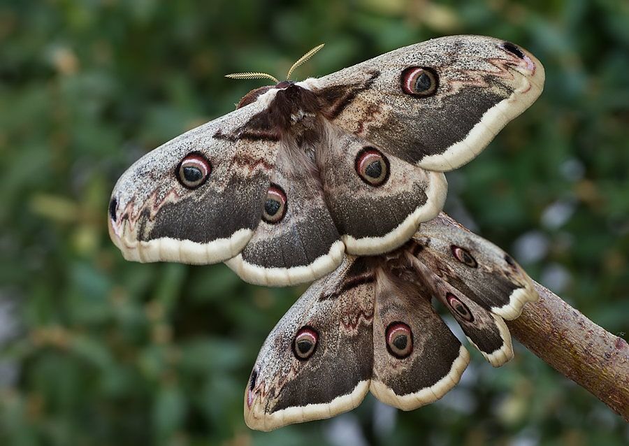 Saturnia pyri