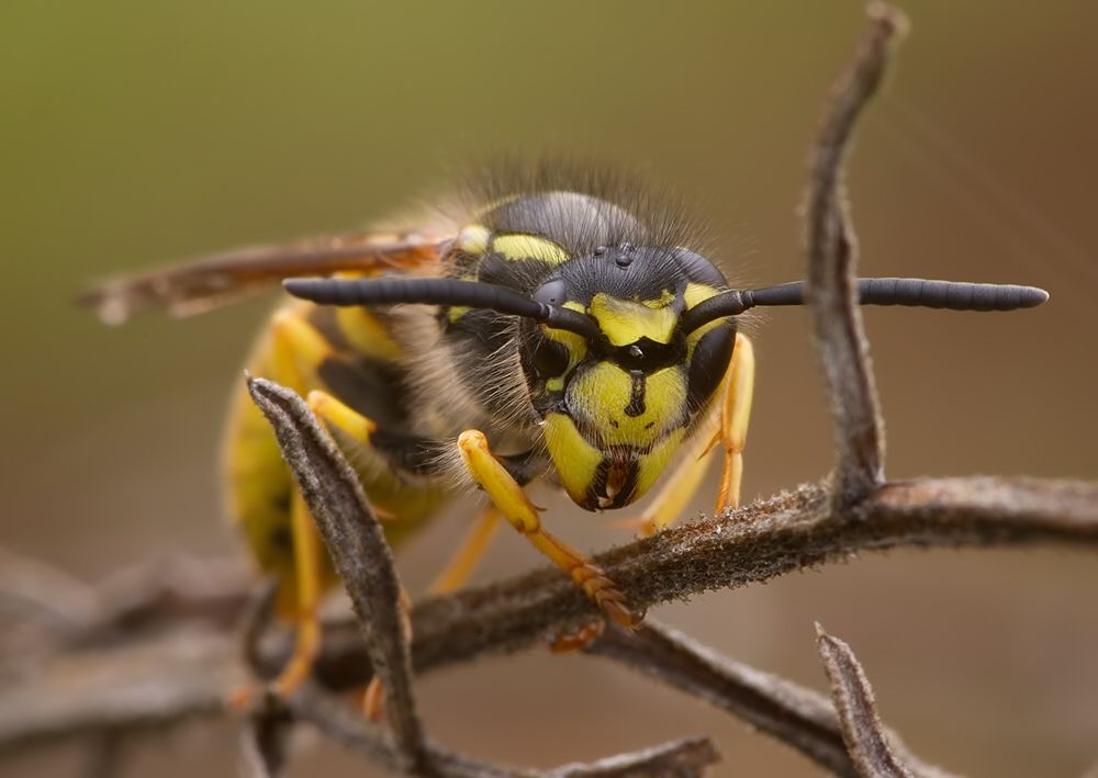 Vespula germanica