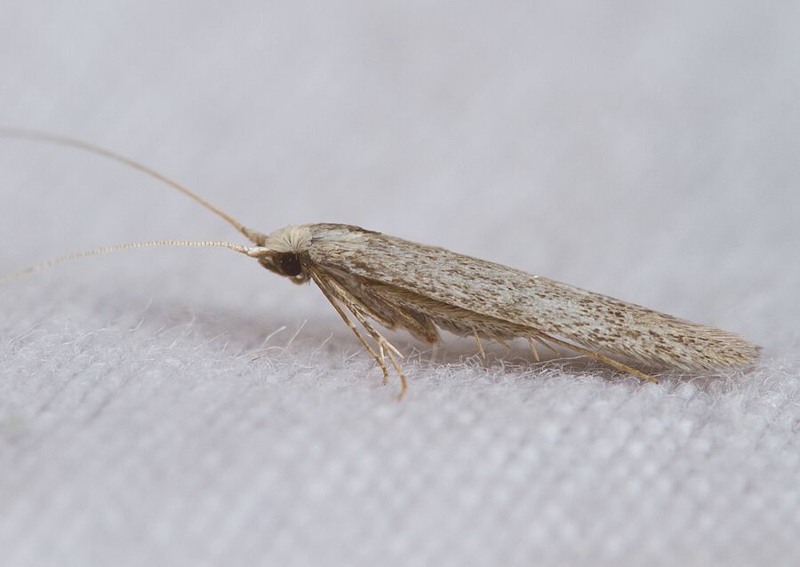 Coleophora hemerobiella