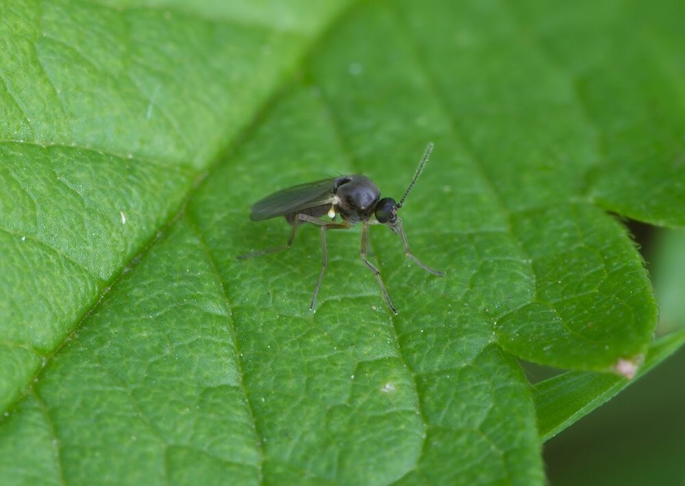 Stilobezzia ochracea