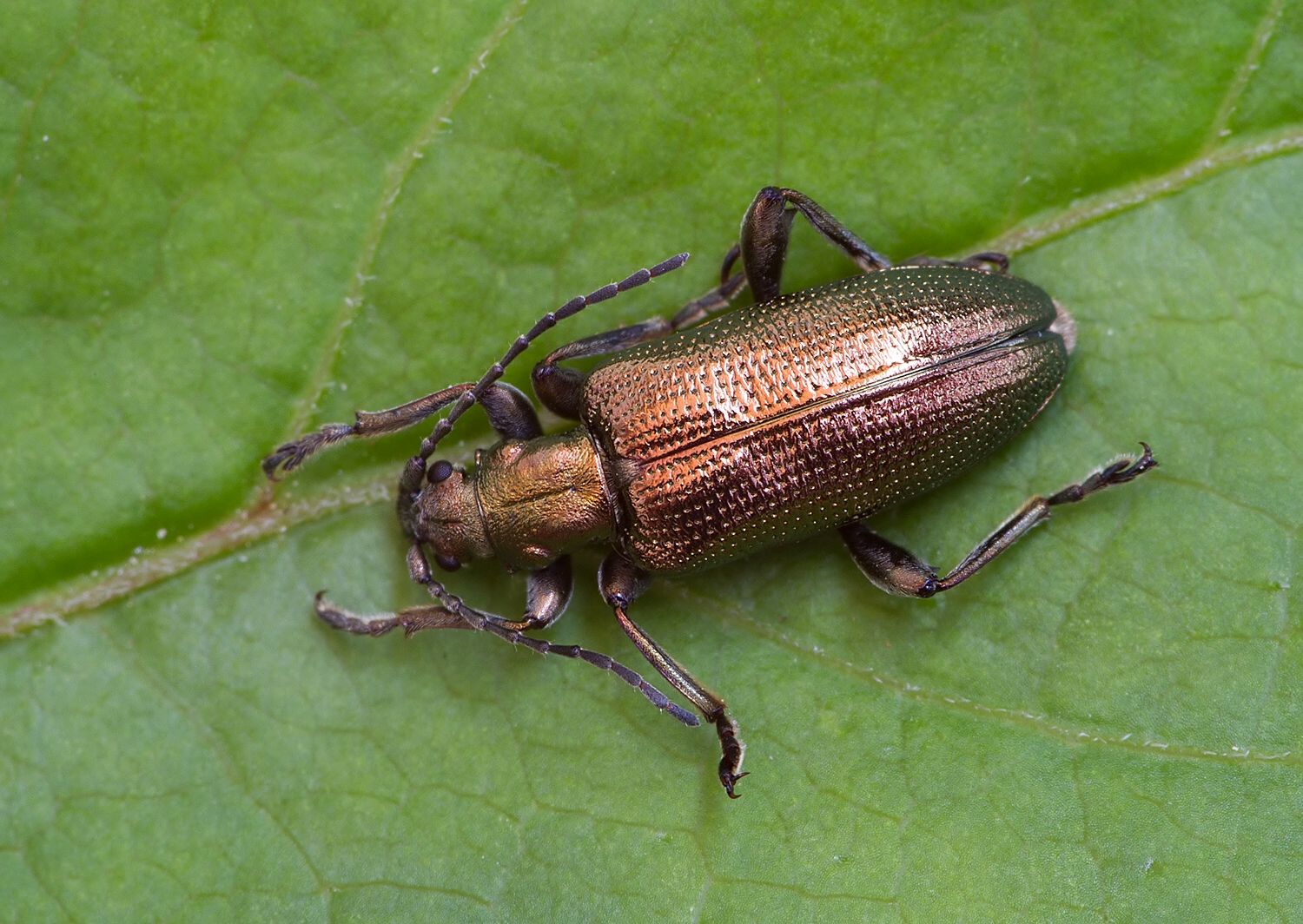Plateumaris sericea
