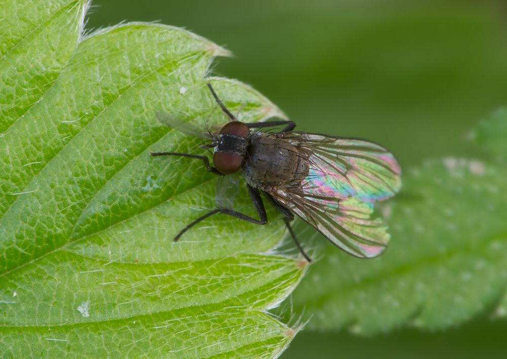 Hydrotaea irritans