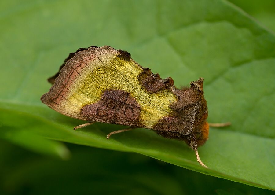 Diachrysia stenochrysis