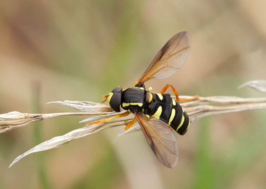 Xanthogramma citrofasciatum