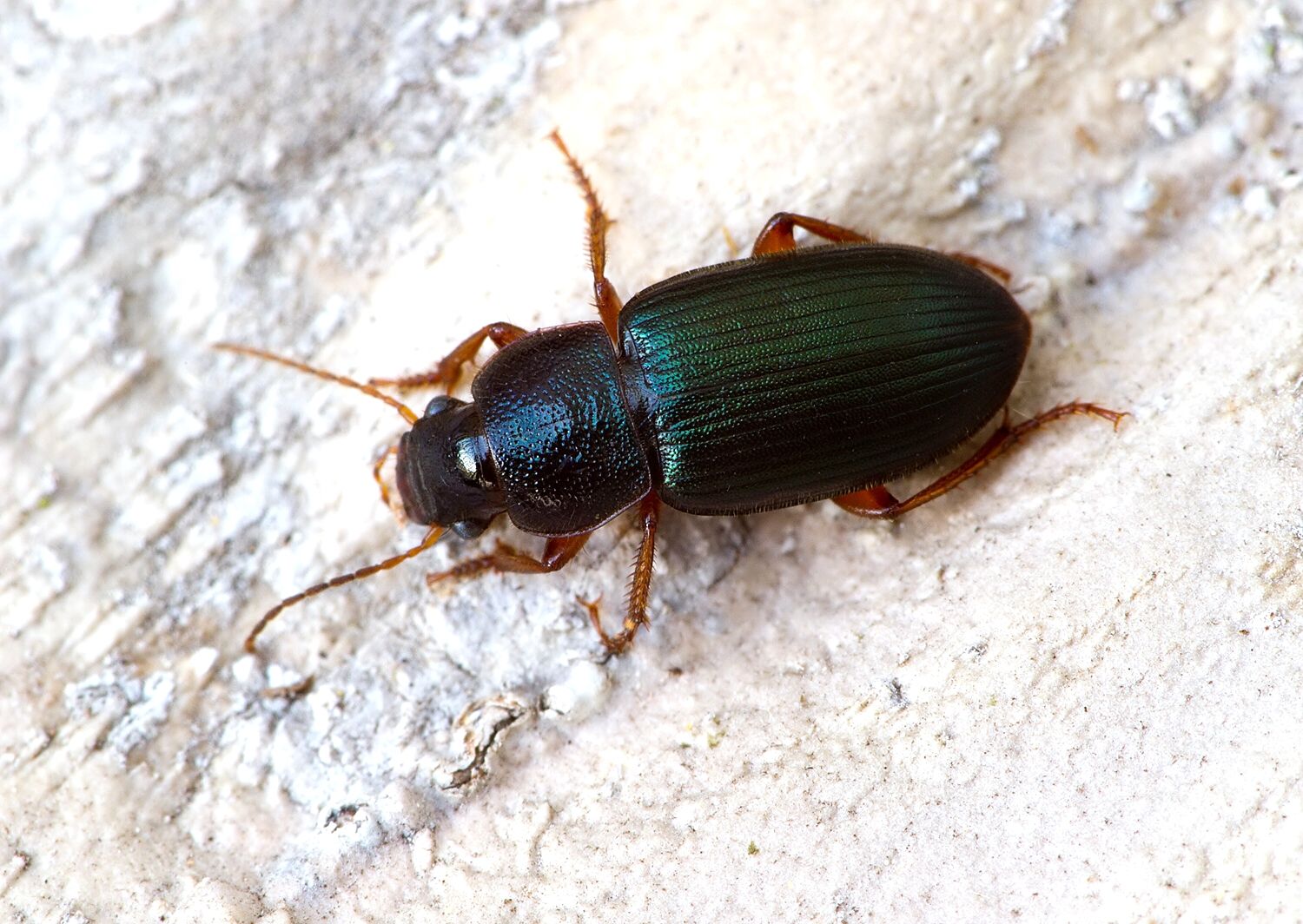 Ophonus azureus