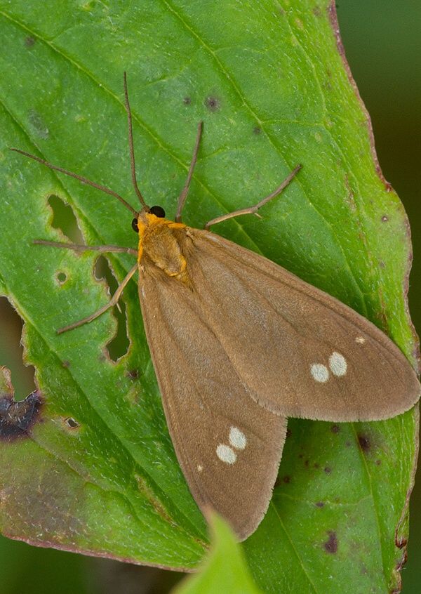 Dysauxes ancilla