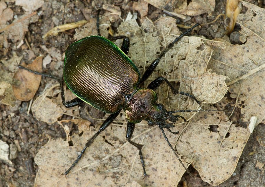 Calosoma inquisitor