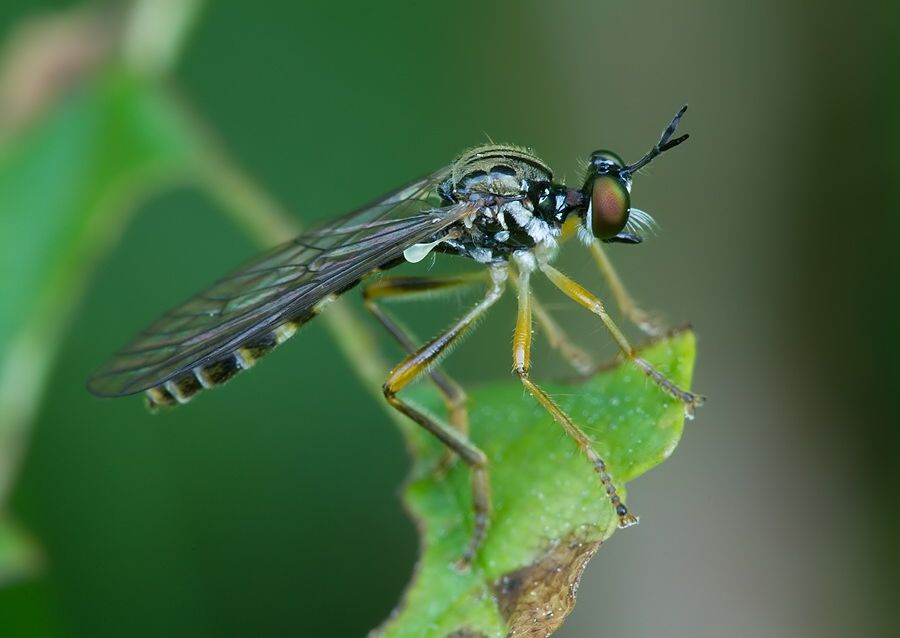 Dioctria linearis