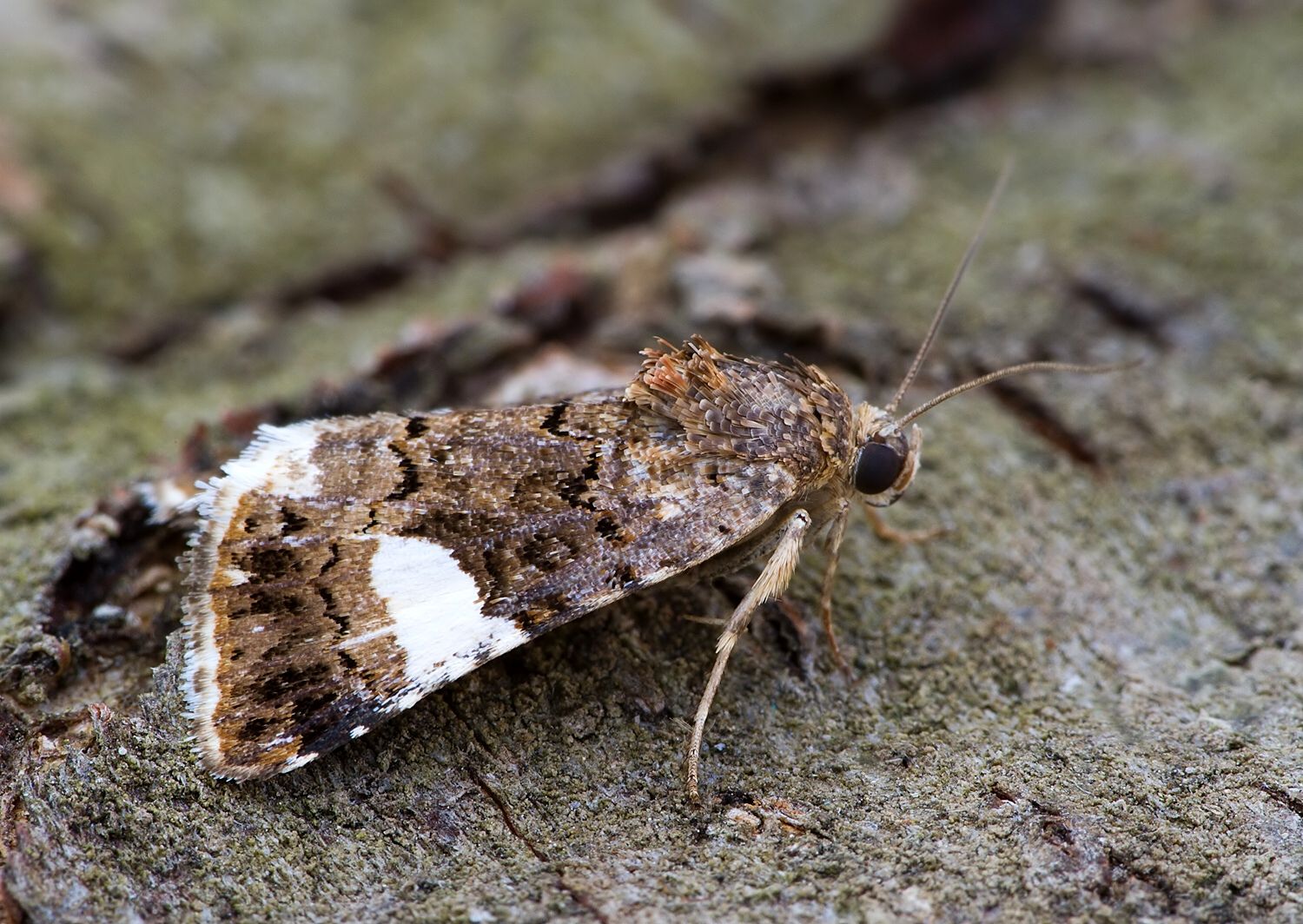 Tyta luctuosa