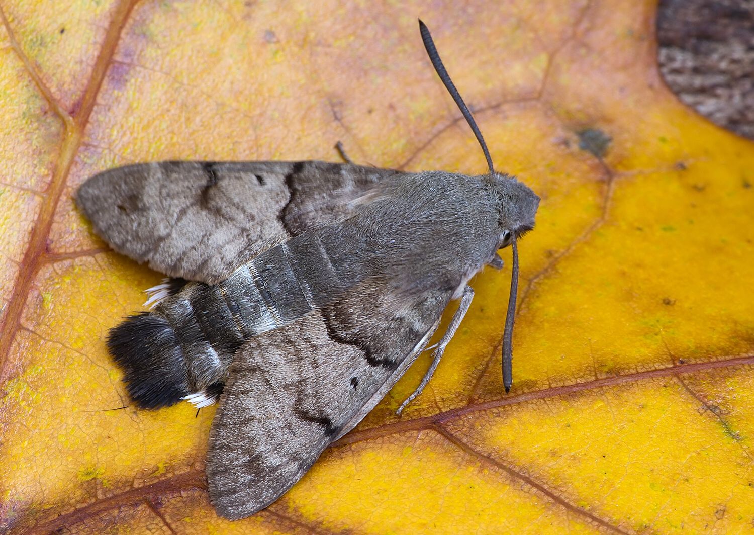 Macroglossum stellatarum