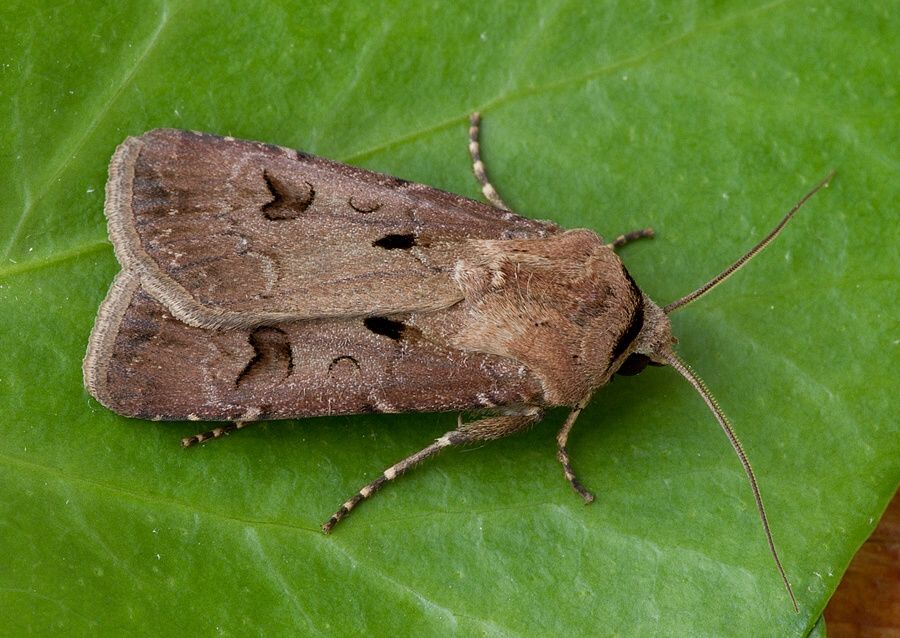 Agrotis exclamationis