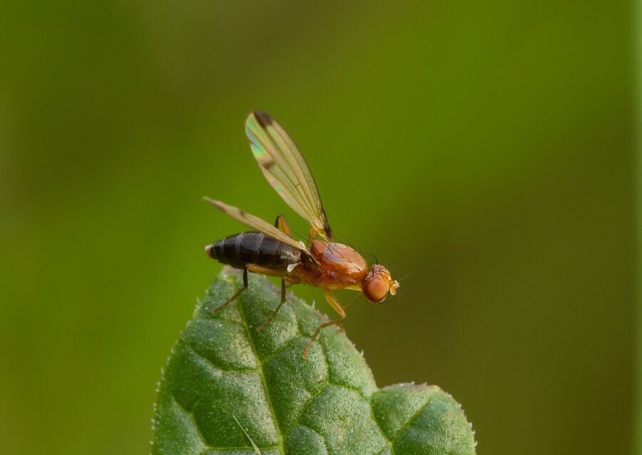 Geomyza venusta