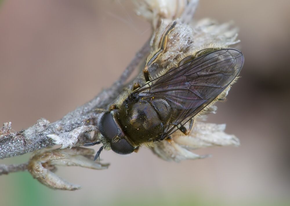 Paragus tibialis
