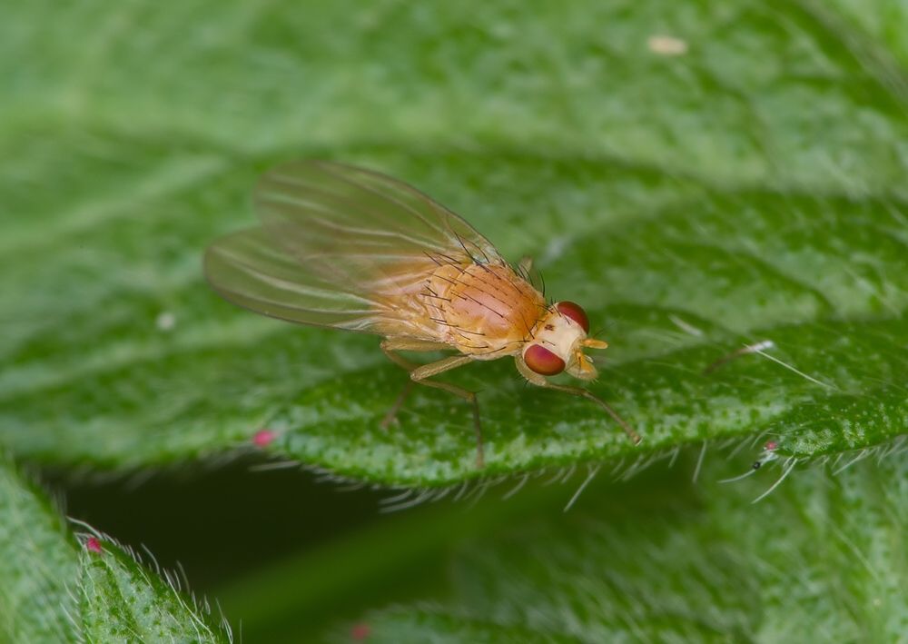 Tricholauxania praeusta