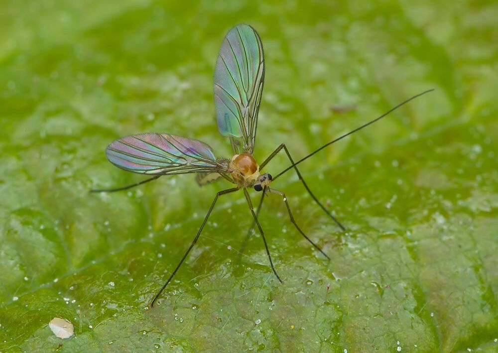 Macrocera lutea