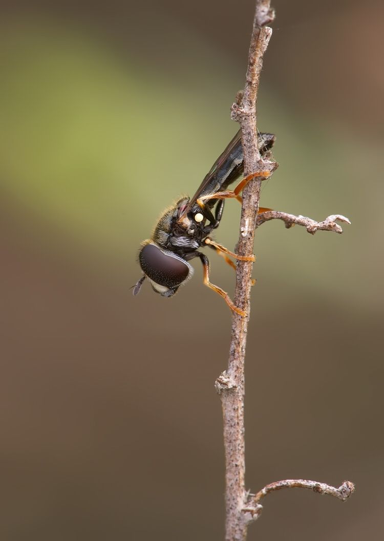 Paragus haemorrhous