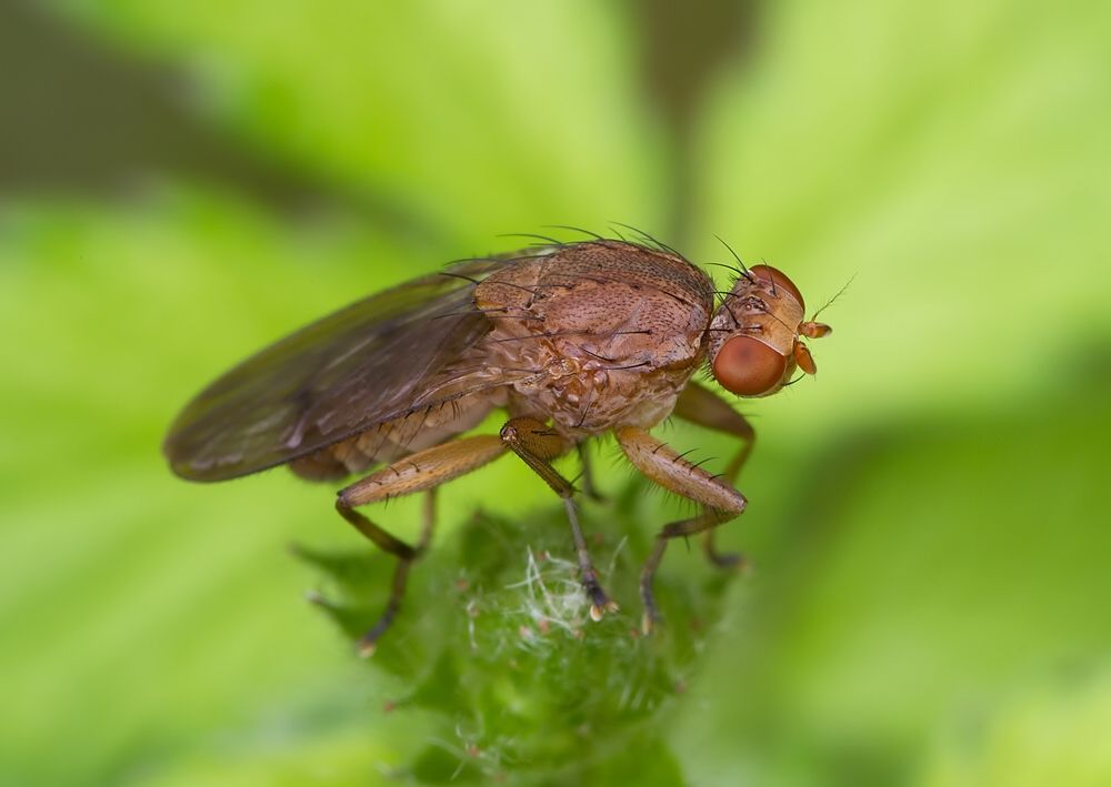 Suillia affinis