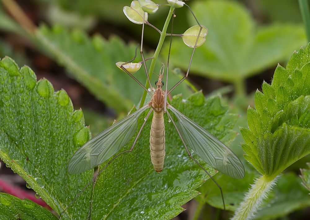 Tipula luteipennis