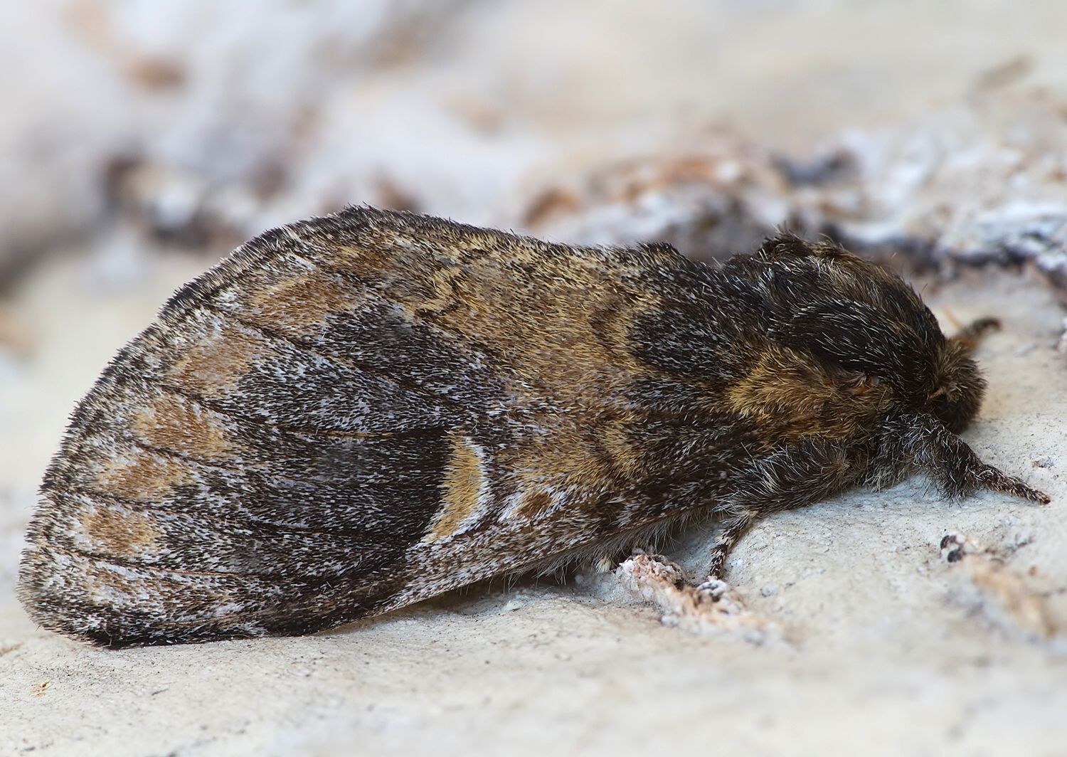 Notodonta tritophus