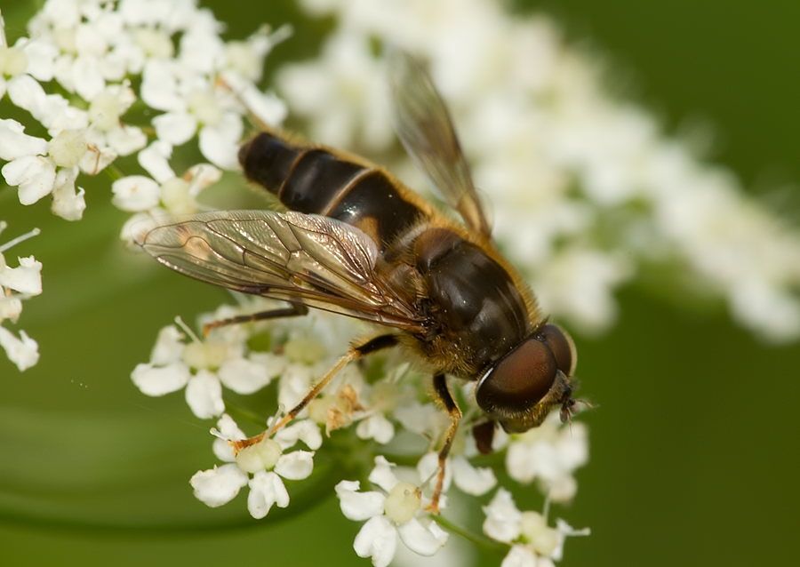 Eristalis pertinax
