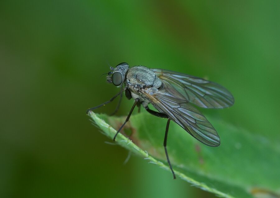 Symphoromyia immaculata